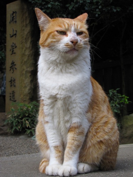 そういえばこの猫、以前にも撮った記憶がある、とフォトライブラリを探し回ったら（ちなみに猫写真には全部タグをつけてあり、これも「猫」「神社仏閣」で絞り込んだら出てきた）発見。確かに同じ猫。今よりちょっときれいだけど（2008年10月 キヤノン Powershot SX10 IS）