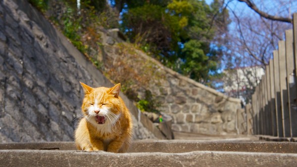 陽差しが気持ちいい階段の上なんかで猫がくつろいでるとこちらもほっとするのであった。晴れた日はよいですな。猫の2～3段下に座ってのんびりと撮影（2012年2月 ソニー NEX-5N）