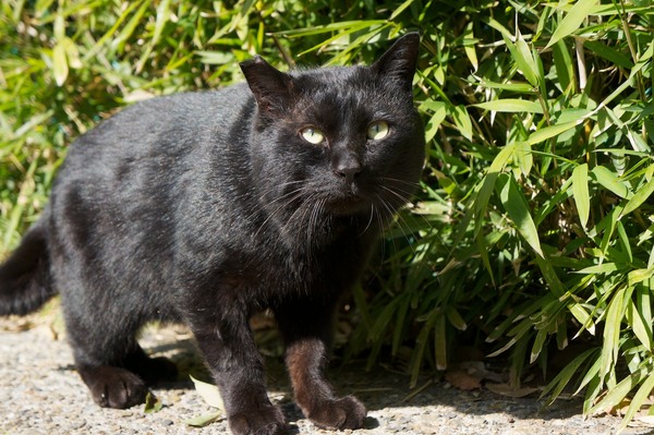 目を閉じて日陰にでもいたら絶対気づかないだろうな、というきれいな黒猫。片方の耳が欠けているのは、去勢されているという印。地域猫として大事にされている証でもある（2012年2月 ソニー NEX-5N）
