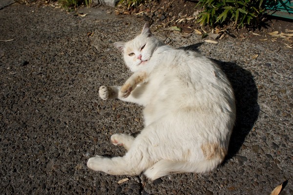 午後の陽差しの下、いきなり目の前でごろごろしてくれたのでその姿を連写してみた。気持ちよさそうでいいんだけど、白っぽい猫がこれやると汚れちゃうのだよな。猫的にはどうでもいいんだろうけど（2012年2月 ソニー NEX-5N）
