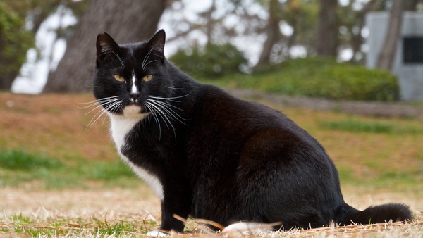 キリッとした白黒猫。鼻筋に白い毛がすっと伸びているのがなかなか凛々しい。よく見ると、鼻の下まで伸びている。つやつやしていて恰幅もよくて、ああ、よいもの食べてるんだろうなぁ、という猫でした（2012年3月 パナソニック DMC-G3）