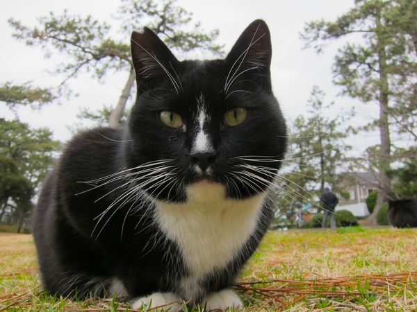 追い抜いてきた猫は目の前にちょこんと座って期待の目でこっちを見ております。これはコンデジで撮影。片方の耳が欠けているのは去勢の証拠（2012年3月 キヤノン PowerShot S95）