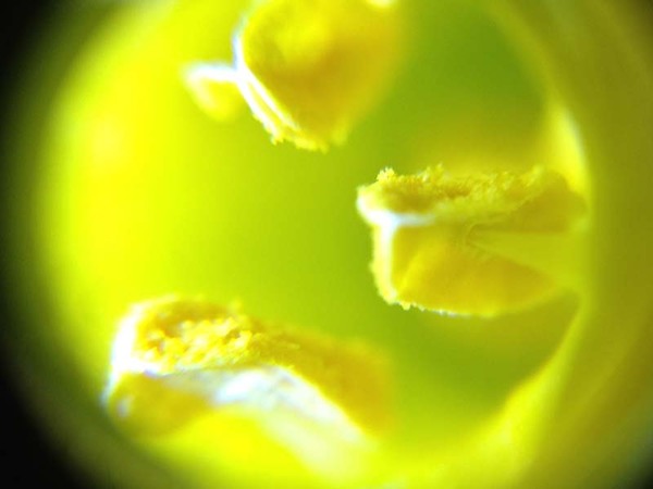 顕微鏡レンズを使うと花粉も一応確認できる