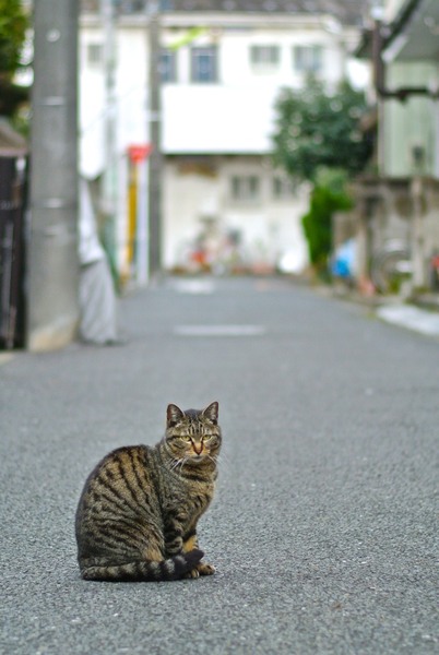 背景がすーっと抜ける感じを狙って縦位置で撮ってみた。こういう住宅街っぽい路上猫というのもよいものです（2012年3月 ニコン Nikon 1 V1 + FT1 + AF-S NIKKOR 50mm f/1.8G）