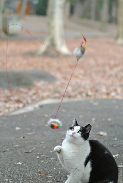 これももちろん連写した中の1枚。空中を跳ね回ってる紐の先についたネズミのオモチャをじーっと狙っているの図。ちょっかいを出そうとする右手が招き猫みたいで可愛い（2012年3月 ニコン Nikon 1 V1 + FT1 + AF-S NIKKOR 50mm f/1.8G）