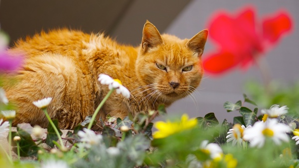 カラフルな花壇にやさぐれた猫。おおきく前ボケを入れられるのも明るいレンズの楽しさである（2012年3月 ソニー NEX-5N）