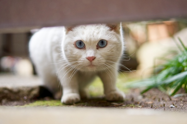猫が通れるわずかな隙間があれば写真も撮れちゃうのだ。それがモニターがチルトするカメラのいいところ。「およっ」って表情が可愛い。しかも丸い目に丸い顔（2012年3月 ソニー NEX-5N）
