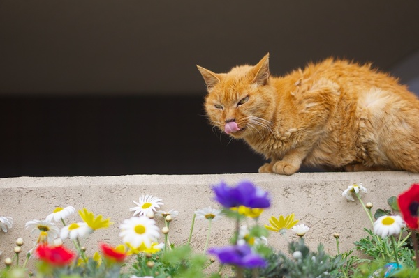 舌なめずりするやさぐれ猫。毛が生え替わる時期だから、余計そう見えるのかも。しゃがんで花壇の花を下に入れて撮ってみた（2012年3月 ソニー NEX-5N）