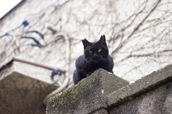 ちょっとこわがりだった黒猫。古いおうちのコンクリートの門柱に飛び乗って警戒モード（2012年3月 ソニー NEX-5N）