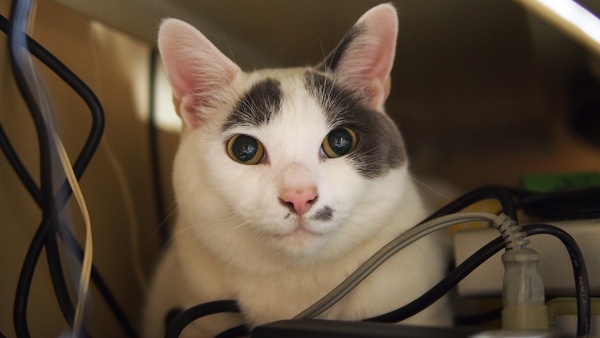 OM-Dを買って最初に撮った猫が「大五郎」。目をまん丸に見開いてきょとんとしてる。25mmF1.4の明るいレンズをつけて影に隠れているとこを狙ってみた。ISO 1600（2012年3月 オリンパス E-M5） 