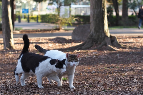 遠くからのんびり歩いてくる猫をコンティニアスAFで狙ってたら、後ろから別の猫が早足で駆けてきて挨拶代わりのショルダータックル。日陰に入っちゃったので顔が暗めだけど、タイミングはばっちり（2012年4月 オリンパス E-M5）