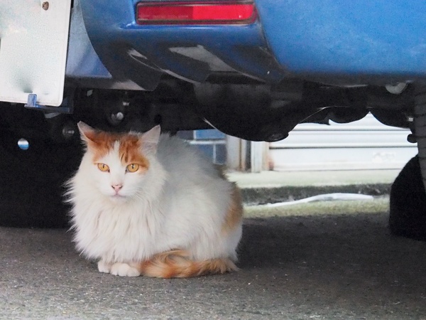 最高感度に近いISO 20000で撮ってみた夕刻の自動車下の猫。さすがにこのサイズで見ても全体にざらついていて画質は落ちてるけど、大事なのはちゃんと撮れていることなのです（2012年4月 オリンパス E-M5）