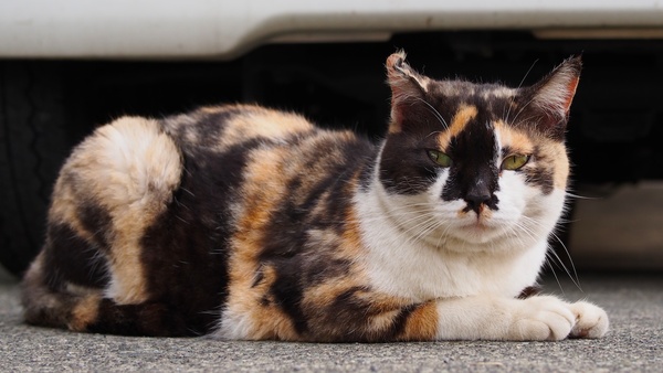 トラックの前でのんびりくつろいでいる猫。右耳のさきっちょと花周りの黒くて精悍な模様がポイント。正面にしゃがみこんでチルト式液晶を見ながら猫目線で撮影（2012年4月 オリンパス OM-D E-M5）