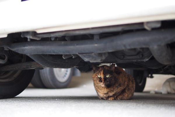 警戒心の強い猫は自動車の下に隠れます。そこなら安心。てなわけで撮影。右奥に白い猫のお尻が見えてる（2012年4月 オリンパス OM-D E-M5）