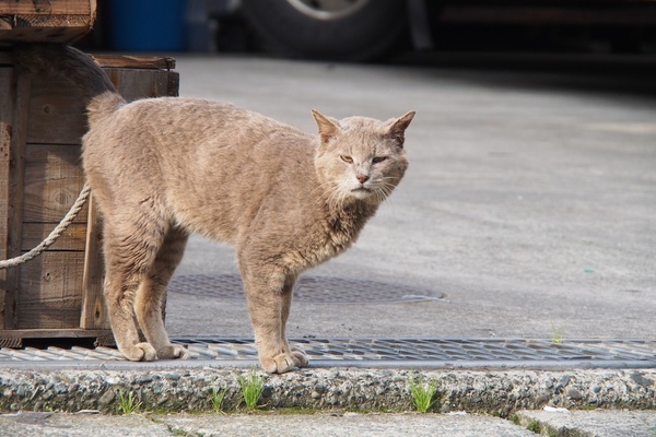 ちょっとやさぐれた感じのなかなか渋い色の猫。道路を渡ってこっちに来ようとして、わたしに気がついたらしい。立ち姿がなかなか凛々しい（2012年4月 オリンパス OM-D E-M5）