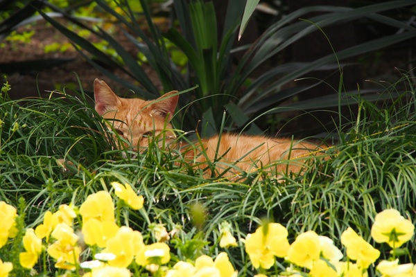 花壇の奥からじっとこちらを伺っております。隠れるところが多いのも猫的にはよいのです（2012年5月 オリンパス OM-D E-M5）