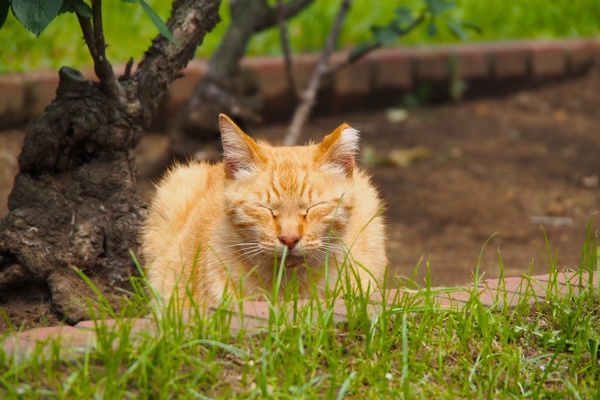 花壇の下でじっと。まぶしいのか目を閉じていた。いや、考えてみたら、猫はお昼寝タイムじゃないか（2012年5月 オリンパス OM-D E-M5）