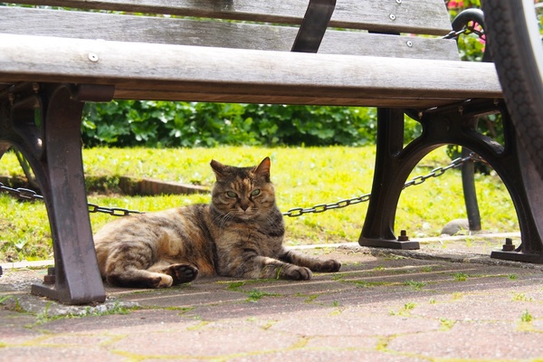 どこの猫もベンチの下が好き。特にこの日は暑かったしね。わたしがしゃがみ込んだのが気になったか、じーっとこっちを見ててくれました（2012年5月 オリンパス OM-D E-M5）