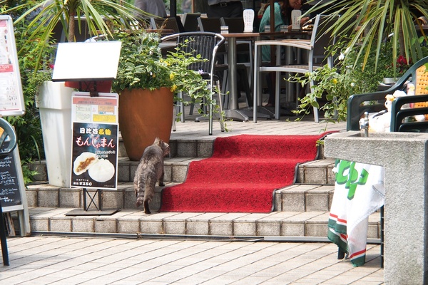 そーっとお店に向かう猫。警戒しながら入って行くところを見ると、ここで飼われているわけではないらしい（2012年5月 オリンパス OM-D E-M5）