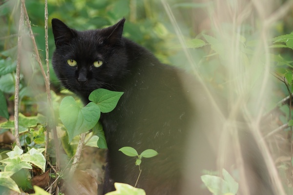 草むらの奥に隠れていた黒猫。ちょっと警戒心が強かった（2012年5月 オリンパス OM-D E-M5）