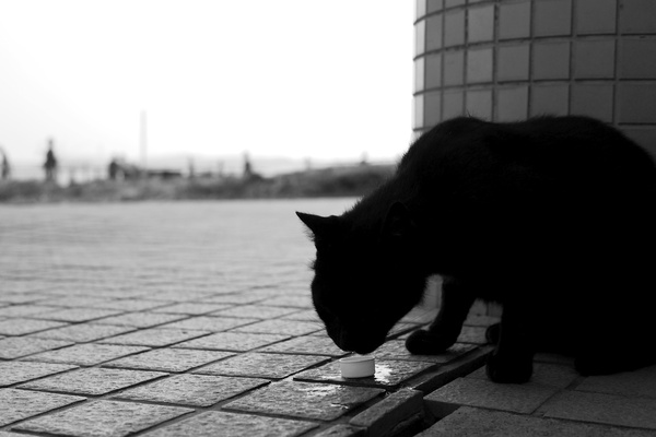 逆光気味だったので猫は真っ黒。その黒さを生かすべくモノクロにしてみた（2011年8月 パナソニック DMC-G3）