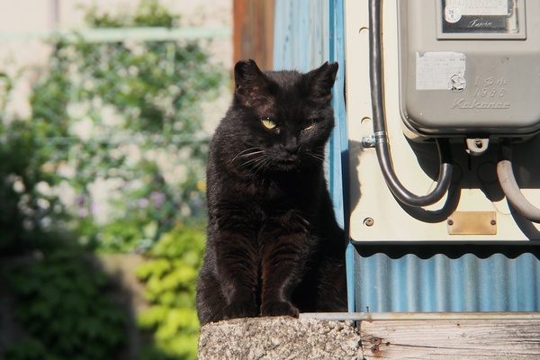 塀の上で様子を伺う黒猫の図。高いところにいたので腕を伸ばしてモニターを見ながら撮ってみた。黒猫の黒さが際立つように、-0.7の露出補正をかけてある。マメな露出補正は大事（2012年5月 オリンパス OM-D E-M5）