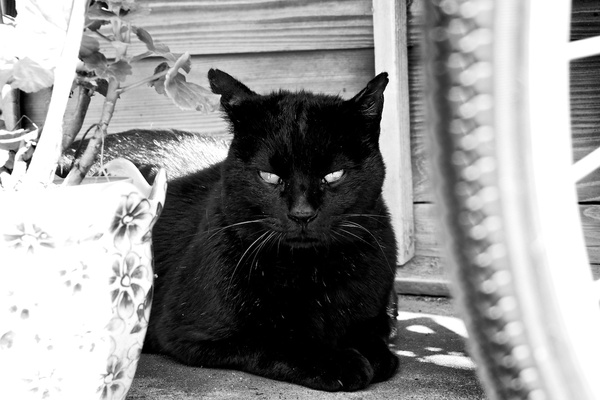 わざとコントラストを高めにしたモノクロ写真に仕上げてみた。そうすると黒猫のキリッという感じが出るのだ（2012年5月 オリンパス OM-D E-M5）