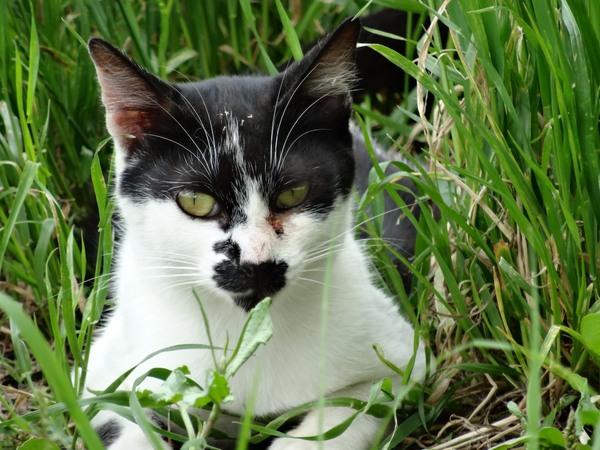 草むらに身を潜めていた猫を遠くから望遠で。よく見るとおでこに花粉らしきものがついてます。草むらを歩き回っていたからね（2012年6月 ソニー サイバーショット DSC-H30V）