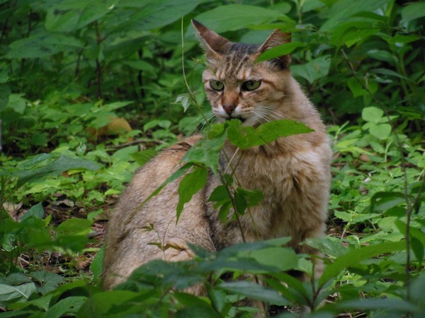 草むらに隠れていた猫を遠くから。顔がキリッとしててカッコいい猫でした。梅雨時ならではの緑もきれい（2012年6月 ニコン COOLPIX S9300）