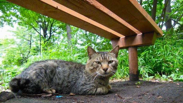 猫はベンチの下が好き。ベンチ下は日陰になっちゃうから撮りにくいけど、多少近寄らせてくれる。這いつくばって地面ギリギリで撮ってみた（2012年6月 ニコン COOLPIX S9300）
