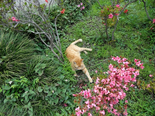 こんな、何気なく猫を見つけて何気なく撮った写真でも、だいたいの場所を覚えていれば地図から探せるのだ（2012年6月 ソニー DSC-HX30V）