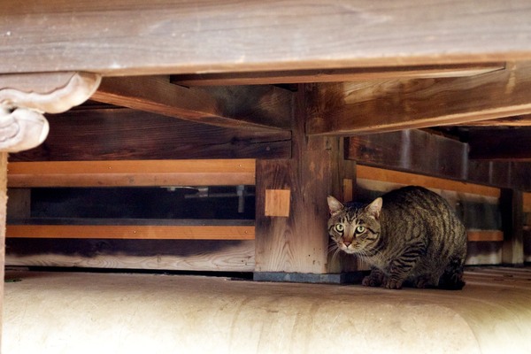 品川でみかけた雨宿り猫。右耳の一部がカットされているのがわかる（2012年6月 オリンパス OM-D E-M5）
