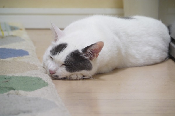 台所の奥でへちゃーっとつぶれてた大五郎。台所もけっこう涼しいポイントであります。猫の涼しい場所を見つける目は正しい（2011年8月 パナソニック DMC-G3）