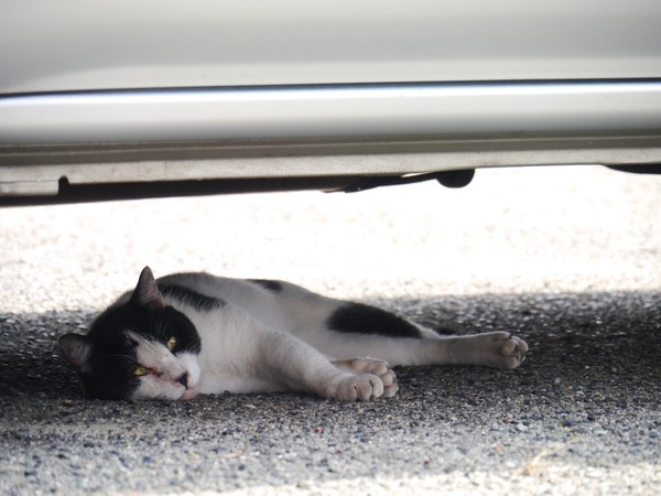 車の下、ちょうど日陰になる場所にへちゃーっとつぶれてた猫。顔に「夏バテなう」って書いてある。車の下は猫発見ポイントのひとつ。ぜひ液晶モニタがチルトするカメラを持ってお散歩を（2011年8月 パナソニック DMC-G3）