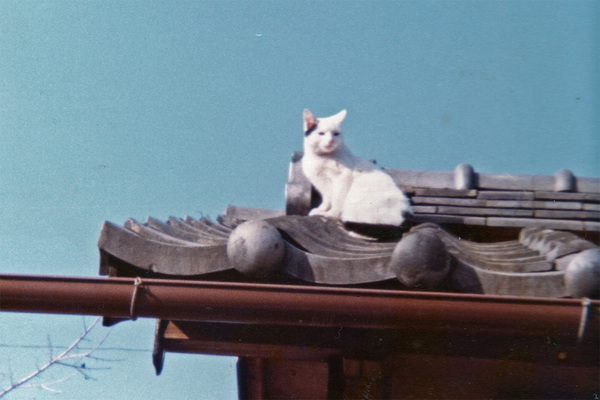 36年前に飼っていた猫。近所の屋根の上に上ってるところを撮ったものらしい。当時のプリントなのでディテールはもやけてるけれども、しょうがないですな（1976年1月 プリントをエプソン EP-902Aでスキャン）