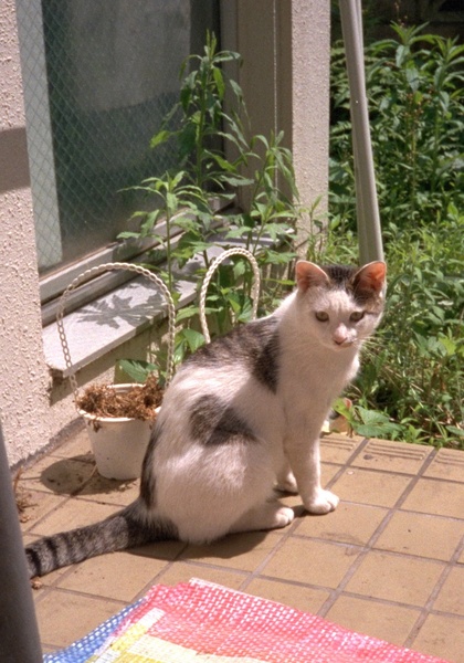 日向ぼっこしてるにや。とにかく人なつこい猫で、誰の膝にもすぐ乗っかってたのだった（1993年6月くらい PhotoCD）