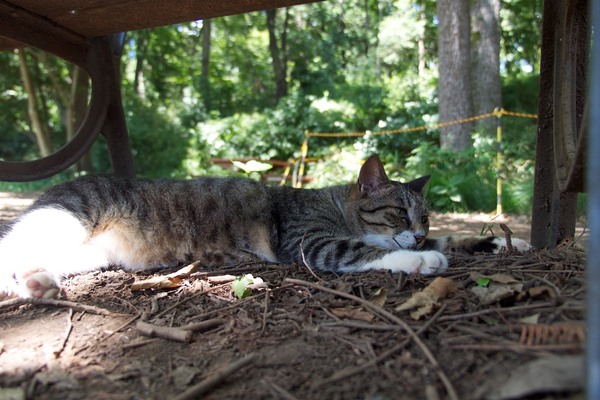 ベンチの下でぐったりしてる夏バテ猫。膝に乗るどころか、日陰からはもう動きたくないと申しております（2012年8月 オリンパス OM-D E-M5）