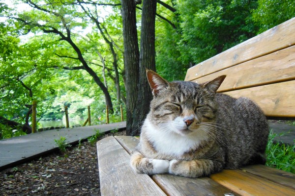 同じベンチの上で同じ猫。誰かこないかなあという感じでくつろいでる。近所のおばさんによると膝に乗りたがる猫らしい（2012年6月 ニコン COOLPIX S9300）