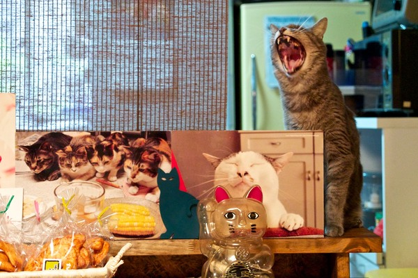 厨房と客席の間でふわーっとあくびをする銀さん。ここのカウンターにはいろいろな猫グッズが。とにかく店内は猫モノだらけ（2012年8月　オリンパス OM-D E-M5）