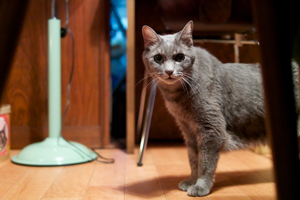 足元にやってきたので椅子から降りてテーブルの下から「やあこんにちわ」。店内は暗いので明るいレンズがあると吉。ちゃんとカメラを見てくれるよい猫である（2012年8月　オリンパス OM-D E-M5）