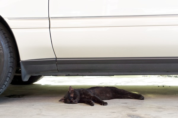 一瞬、死んでるんじゃないかと思うほどへちゃって車の下でバテてた黒猫。そのつぶれっぷりがわかるように低い位置からそっと撮影（2012年8月 オリンパス OM-D E-M5）
