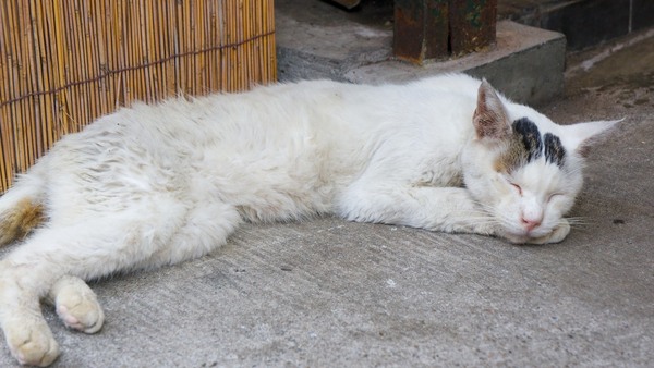 よく見ると結構よれよれの猫。ずいぶん長く生きてそうな感じ。撫でられても意に介せずでした（2012年8月 ソニー NEX-5N）