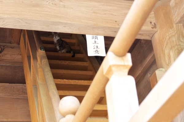 わかりづらいけど、階段の上の方にちょこんと座ってこっちを見てます。「頭上注意」も猫には関係なし（2012年9月 オリンパス OM-D E-M5）