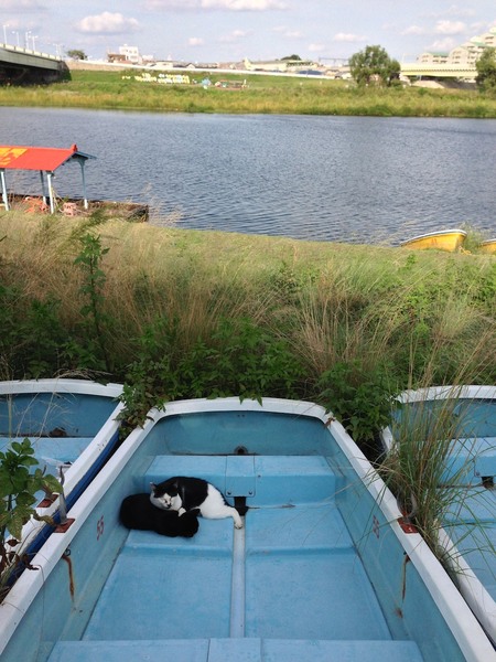 川べりを歩いてたら、ボートの中にあやしい塊を発見。やはり猫だった。2匹でなかよくお昼寝中。近寄れないので、背景を大きく入れて川っぽさを出して見た（2012年9月 アップル iPhone 5）