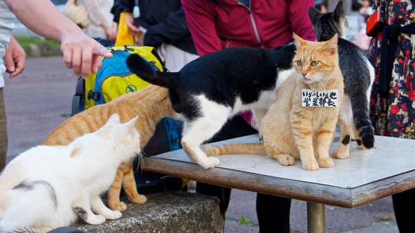 芦ノ湖 湖尻の猫好きにはたまらないこの集まりっぷり。みんながわらわらと集まる中、部長だけはしっかりしてるのでした（2012年9月 オリンパス OM-D E-M5）