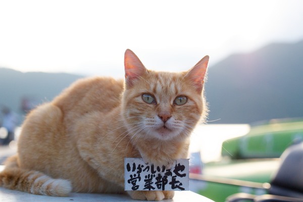 「営業部長」です。この船着き場の名物猫たちで、毎日エサをもらって平和に暮らしてるようです。猫にはいい場所だよなあ、確かに（2012年9月 オリンパス OM-D E-M5）
