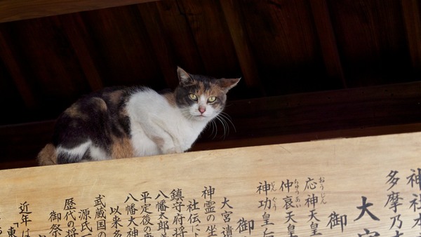 由緒書きに乗っかった神社猫。神さまのいる場所で上から目線されたらかないません（2012年10月 オリンパス OM-D E-M5）