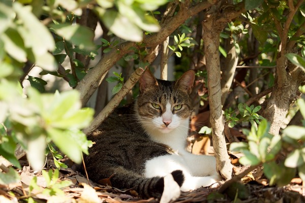 草むらから「こっち見んな」とニラまれたの図。この猫も地面スレスレじゃないと見えない場所に隠れておりました。こういう場所を見つけるのがうまい（2012年10月 オリンパス OM-D E-M5）