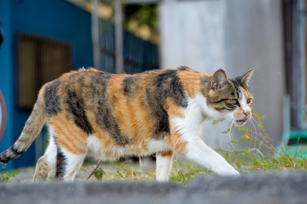 這いつくばって、歩いている猫を追いながら撮ってみた。歩く姿を見ると、ケモノって感じがしていい……とはいえ、おなかがこれだけたるんでると、野生っぽさはないけど（2012年10月 ニコン D600）