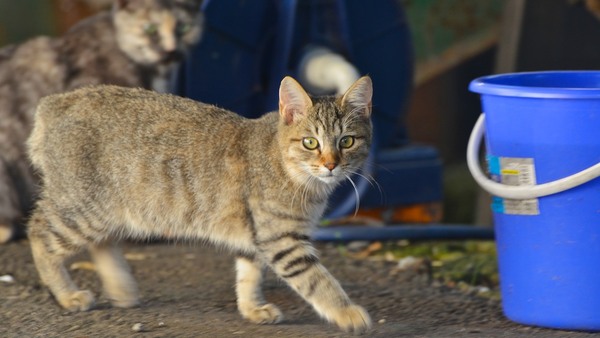 私の方を気にしながらそーっと歩いて行く猫を流し撮りっぽく。後ろには別のサビネコが控えてた（2012年10月 Nikon D600）